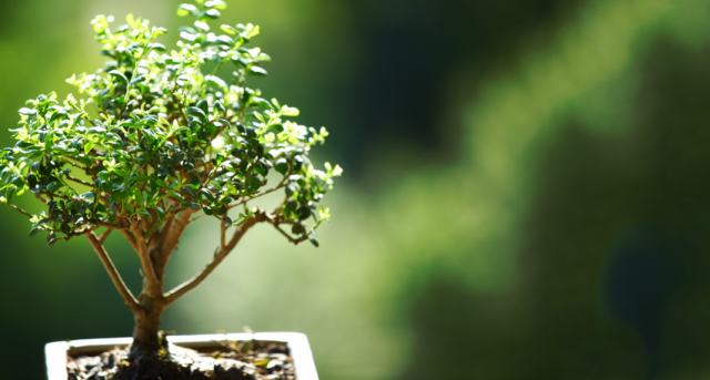 6 Beste planten voor Bonsai. Wat moet je bonsai laten groeien? Lijst met namen met foto's