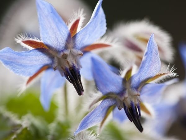 Boor (Borago, komkommergras) - Het voordeel van de plant voor de site. Foto