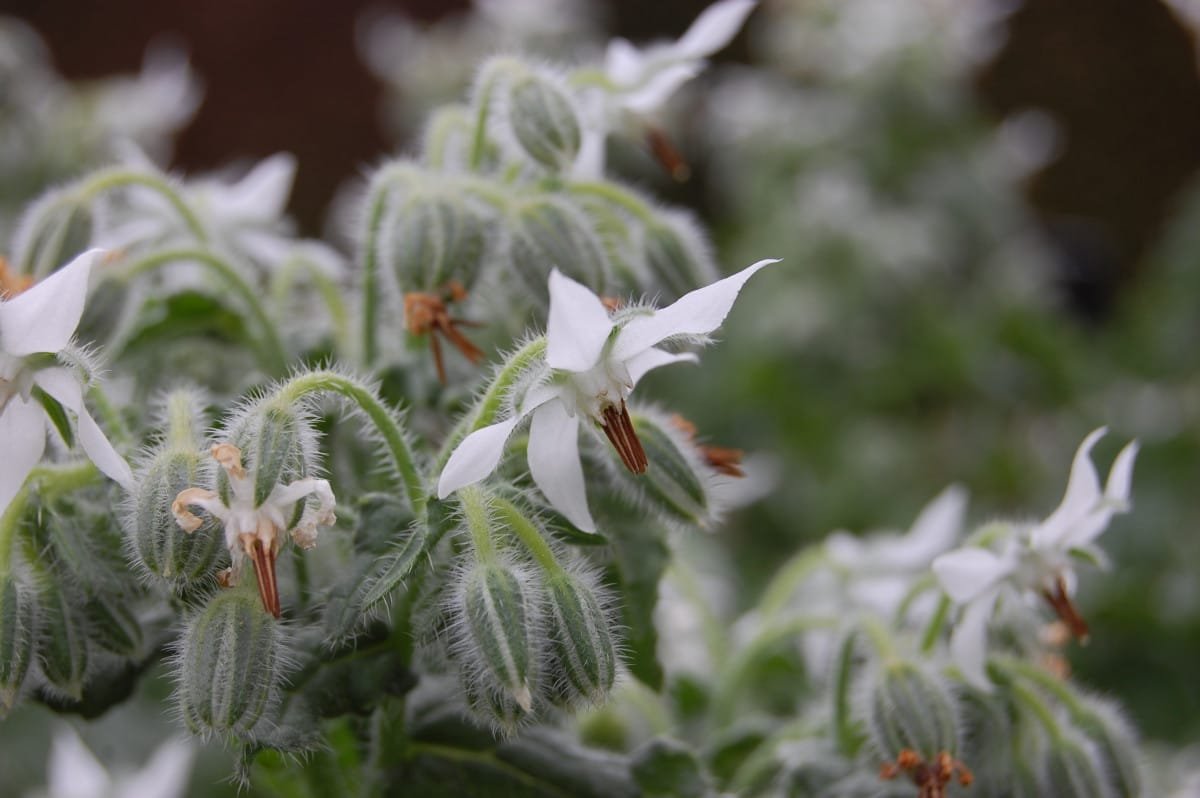 Boor (Borago, komkommergras) - Het voordeel van de plant voor de site. Foto