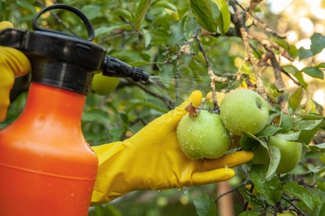 De strijd tegen de beren: methoden van strijd en preventie. Foto