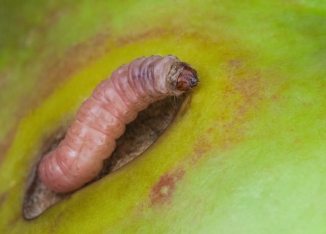 De strijd tegen de beren: methoden van strijd en preventie. Foto