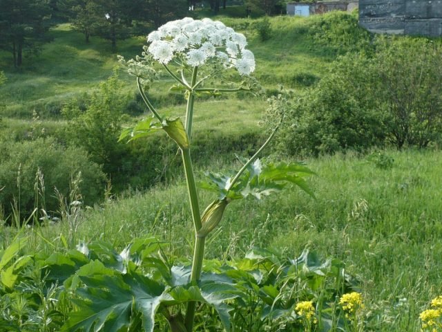 U kunt Hogweed eten - we begrijpen hoe u zich correct kunt voorbereiden? Foto