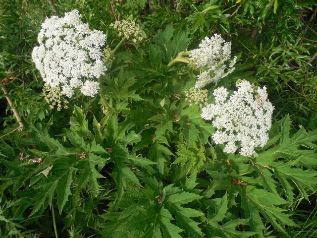 U kunt Hogweed eten - we begrijpen hoe u zich correct kunt voorbereiden? Foto