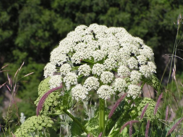 U kunt Hogweed eten - we begrijpen hoe u zich correct kunt voorbereiden? Foto