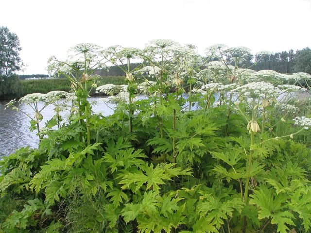 U kunt Hogweed eten - we begrijpen hoe u zich correct kunt voorbereiden? Foto