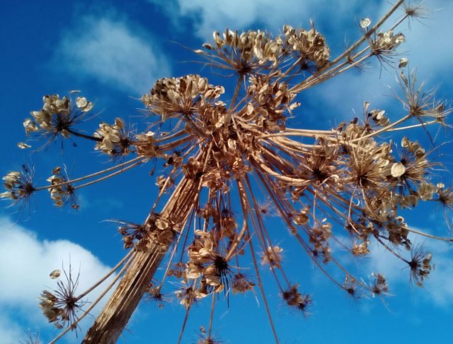 U kunt Hogweed eten - we begrijpen hoe u zich correct kunt voorbereiden? Foto