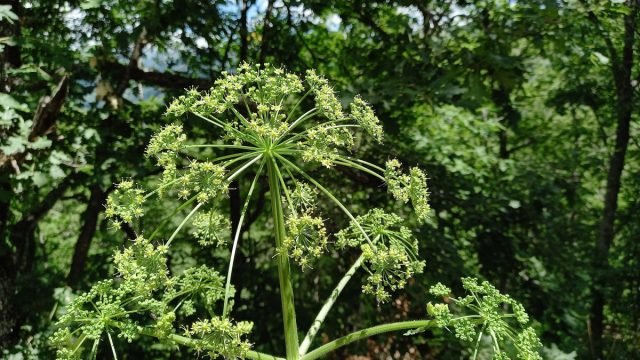 U kunt Hogweed eten - we begrijpen hoe u zich correct kunt voorbereiden? Foto