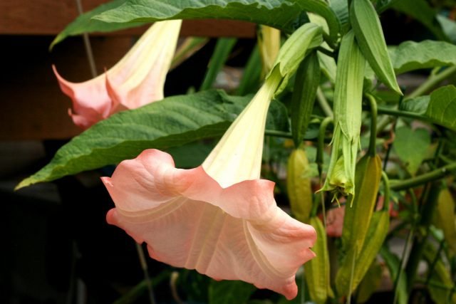 Brugmansia in de kamer - omstandigheden en zorg thuis. Foto