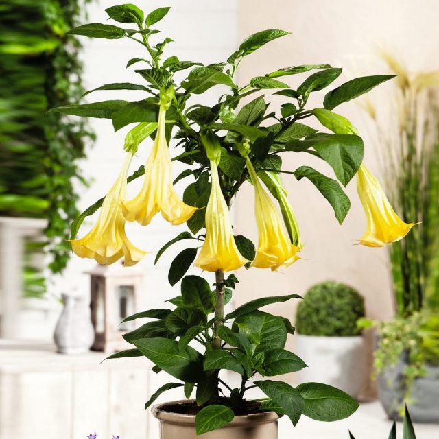 Brugmansia in de kamer - omstandigheden en zorg thuis. Foto