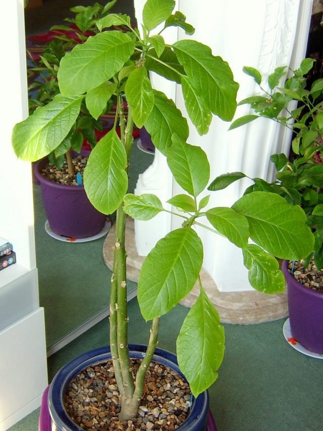 Brugmansia in de kamer - omstandigheden en zorg thuis. Foto