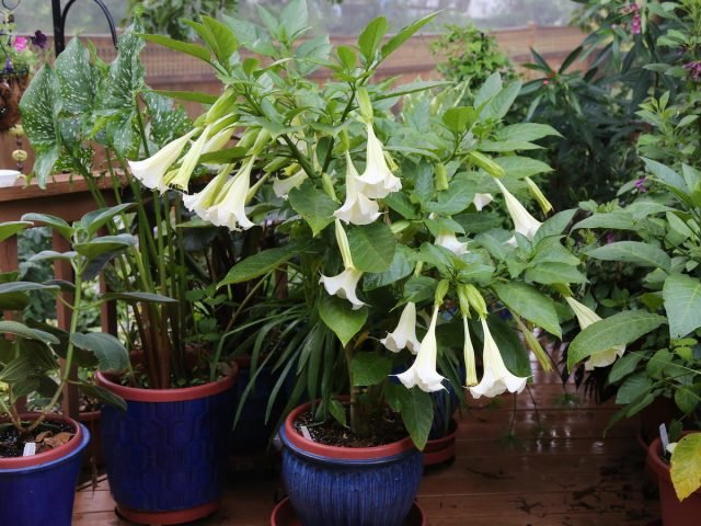 Brugmansia in de kamer - omstandigheden en zorg thuis. Foto