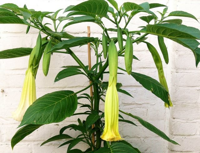 Brugmansia in de kamer - omstandigheden en zorg thuis. Foto