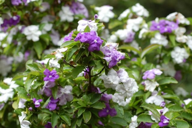 Brunfelsia is een variabele bloem met een hekserij geur. Groeien en zorg. Foto