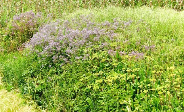 Boor (Borago, komkommergras) - Het voordeel van de plant voor de site. Foto