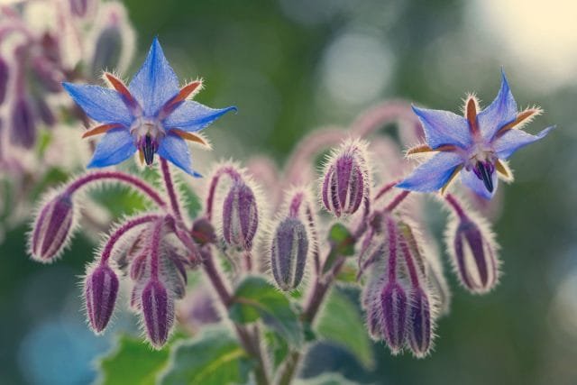 Boor (Borago, komkommergras) - Het voordeel van de plant voor de site. Foto