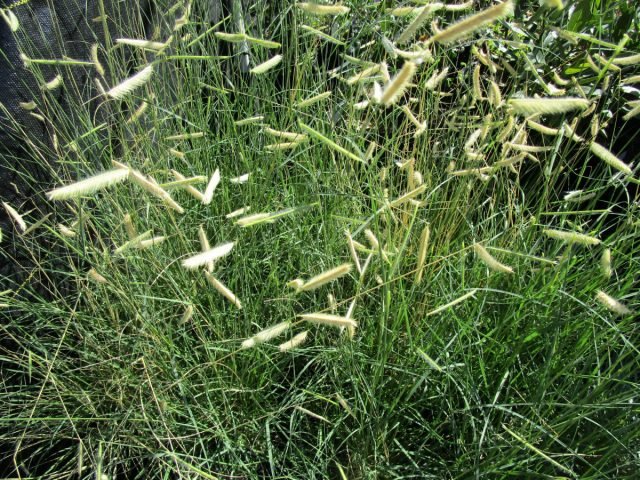 Butleua is een decoratief en pretentieloze ontbijtgranen van uw tuin. Foto