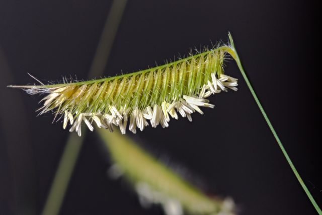 Butleua is een decoratief en pretentieloze ontbijtgranen van uw tuin. Foto