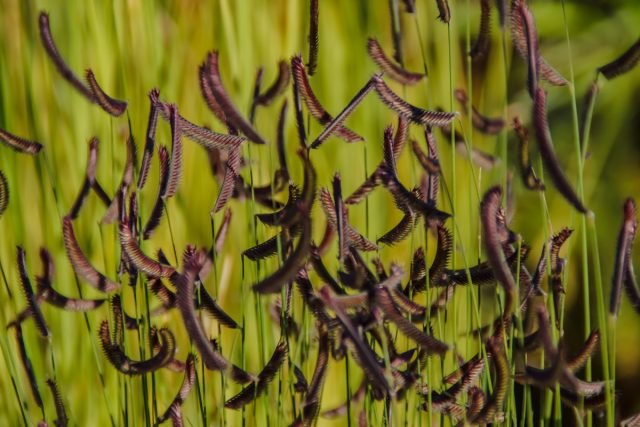 Butleua is een decoratief en pretentieloze ontbijtgranen van uw tuin. Foto