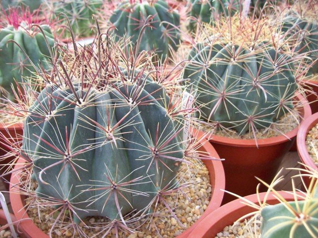 We kweken cactussen. Zorg, reproductie. Typen, variëteiten. Foto.