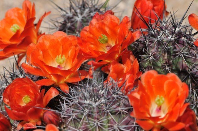 We kweken cactussen. Zorg, reproductie. Typen, variëteiten. Foto.