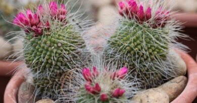 Cactus van zaden. Voortplanting, zorg, teelt. Van de zaden. Foto