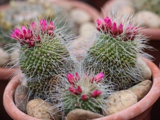 Cactus van zaden. Voortplanting, zorg, teelt. Van de zaden. Foto