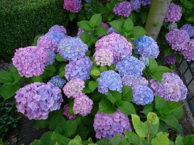 5 beste tuinplanten die thuis kunnen worden gekweekt. Lijst met namen met foto’s – pagina 6 van de 6, Kaleyard 5 beste tuinplanten die thuis kunnen worden gekweekt. Lijst met namen met foto's - pagina 6 van de 6