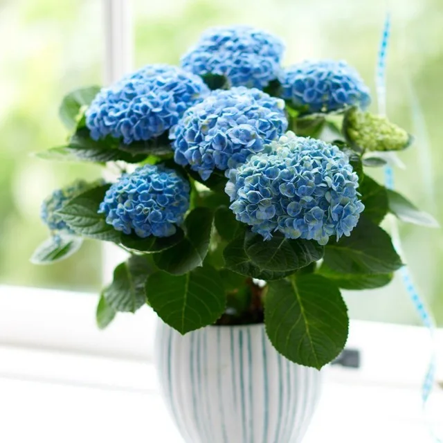 5 beste tuinplanten die thuis kunnen worden gekweekt. Lijst met namen met foto’s – pagina 6 van de 6, Kaleyard 5 beste tuinplanten die thuis kunnen worden gekweekt. Lijst met namen met foto's - pagina 6 van de 6