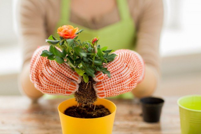 5 beste tuinplanten die thuis kunnen worden gekweekt. Lijst met namen met foto's