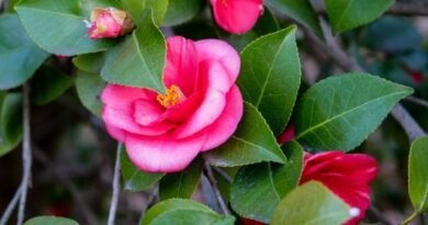 Camellia is een bloemaristocraat. Zorg, groeien, reproductie. Ziekten en plagen, moeilijkheden. Foto