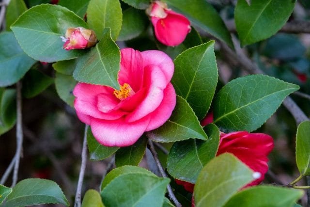 Camellia is een bloemaristocraat. Zorg, groeien, reproductie. Ziekten en plagen, moeilijkheden. Foto