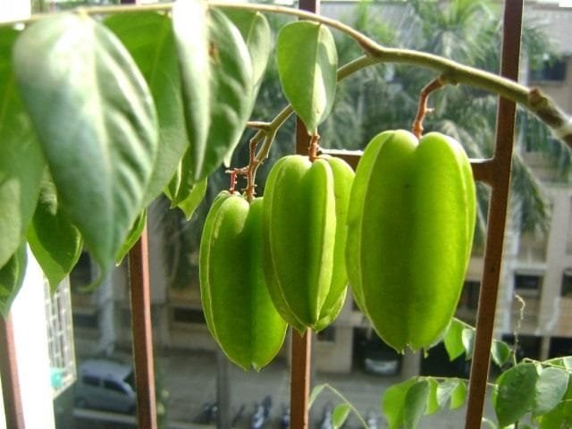 Carambola - heerlijke sterren. Hoe eten ze? Smaak. Zorg, groeien, reproductie. Foto