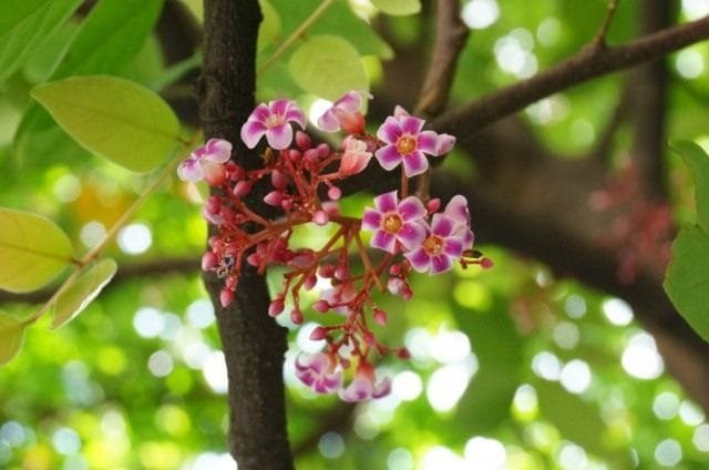 Carambola - heerlijke sterren. Hoe eten ze? Smaak. Zorg, groeien, reproductie. Foto