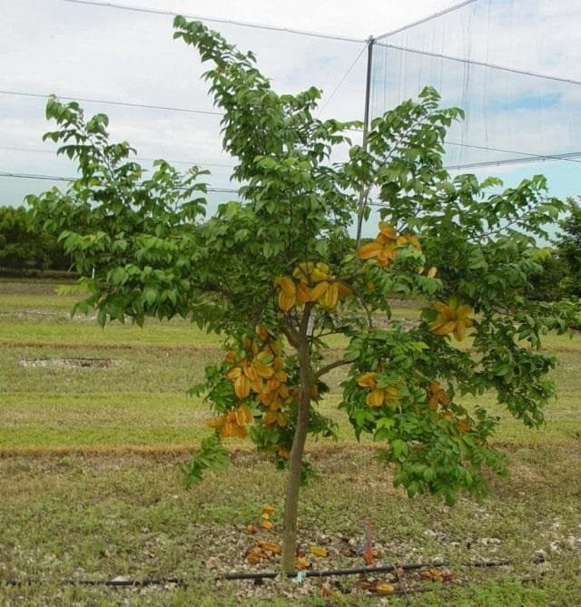 Carambola - heerlijke sterren. Hoe eten ze? Smaak. Zorg, groeien, reproductie. Foto