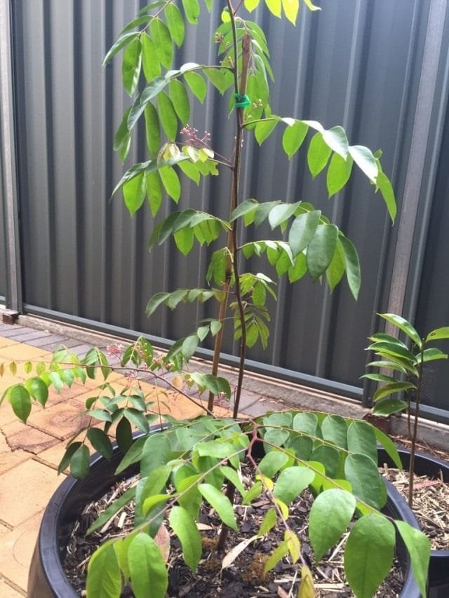 Carambola - heerlijke sterren. Hoe eten ze? Smaak. Zorg, groeien, reproductie. Foto