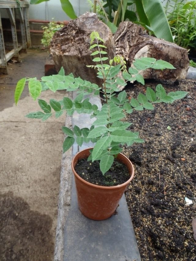 Carambola - heerlijke sterren. Hoe eten ze? Smaak. Zorg, groeien, reproductie. Foto