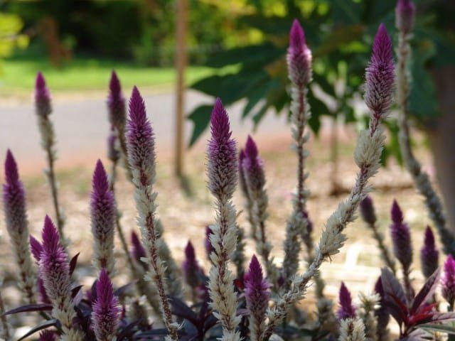 CEOPE - Een vurige schoonheid. Zorg, groeien, reproductie. Foto. Typen, variëteiten