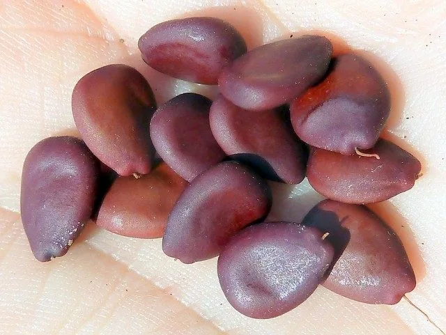 Ceratonia – Royal Horns. Carob. Beschrijving, foto, Kaleyard Ceratonia - Royal Horns. Carob. Beschrijving, foto