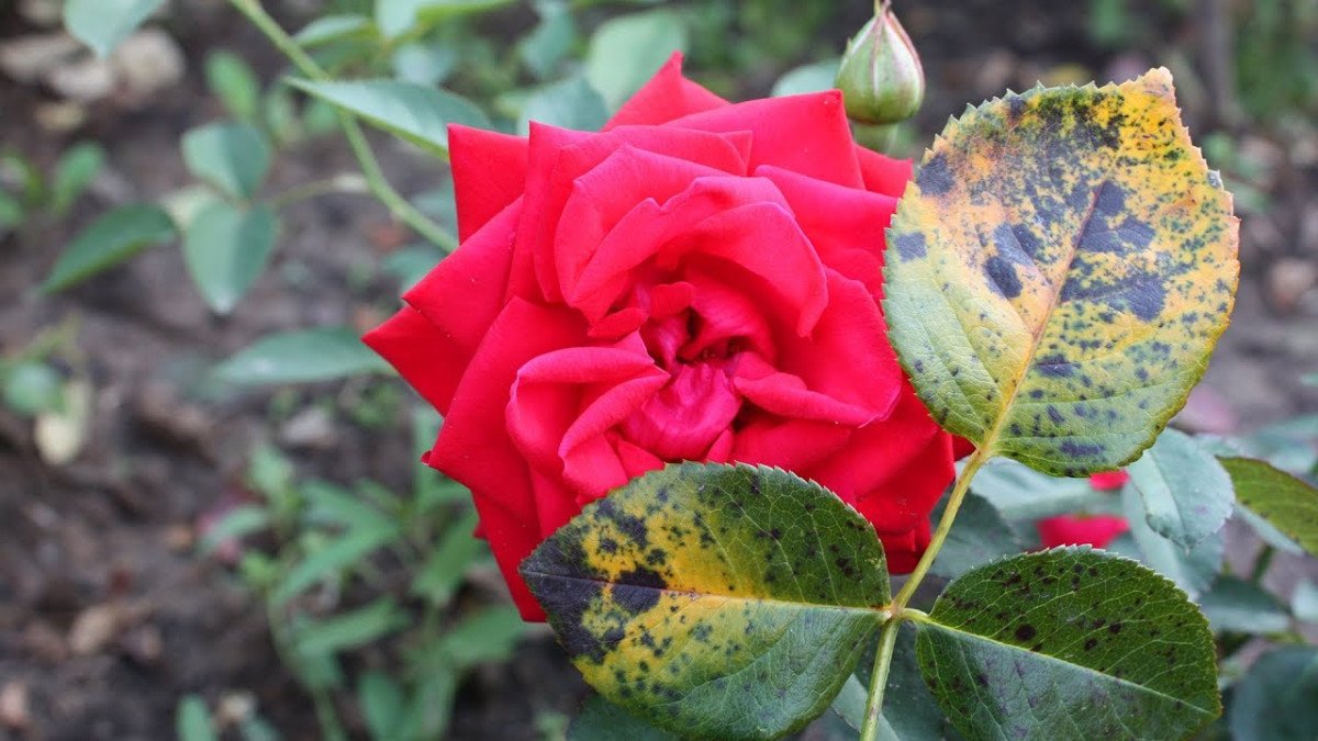8 ziekten van rozen die iedereen zou moeten weten. Foto
