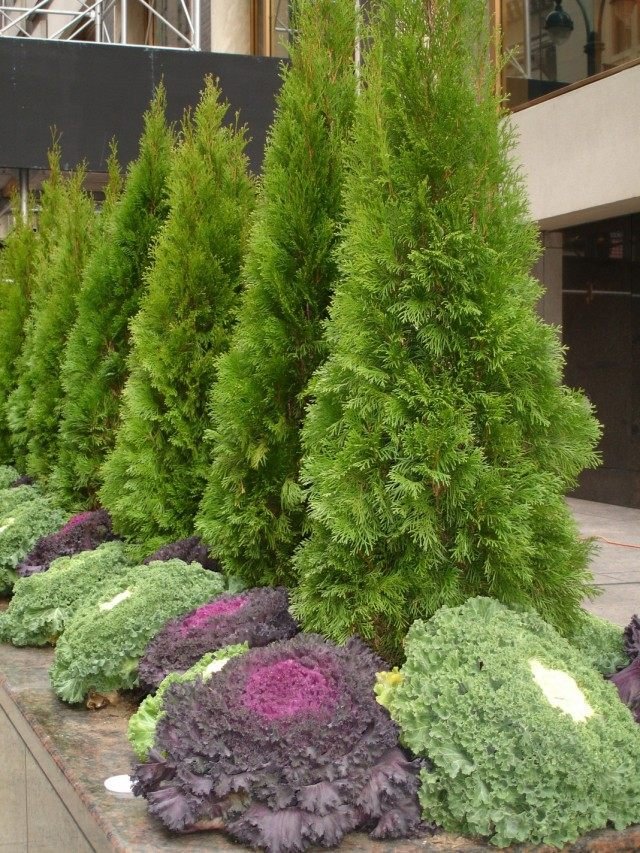 De belangrijkste ziekten van decoratieve naaldplanten. Ziekten van naaldbomen en hun behandeling. Foto