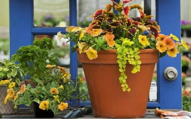 5 opties voor het ontwerpen van composities in containers. Selectie van bloemen voor containers, bloemverhalen, bloempots. Foto, Kaleyard 5 opties voor het ontwerpen van composities in containers. Selectie van bloemen voor containers, bloemverhalen, bloempots. Foto