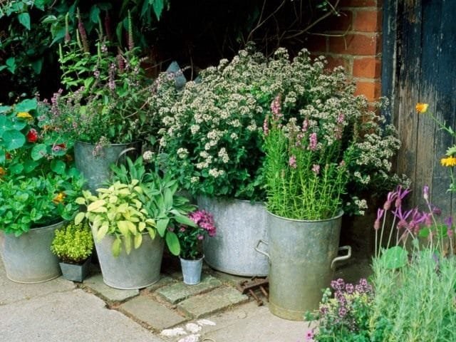 Booferzone voor potplanten voordat u de kamer reinigt. De principes van de organisatie. Foto, Kaleyard Booferzone voor potplanten voordat u de kamer reinigt. De principes van de organisatie. Foto