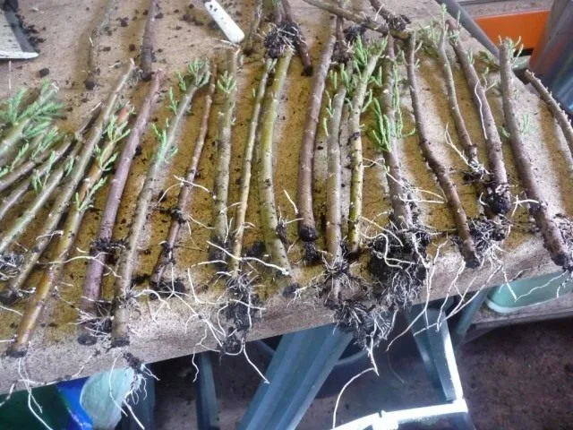 Een rijke oogst wordt in de winter voorbereid. Seizoenswerk. Foto, Kaleyard Een rijke oogst wordt in de winter voorbereid. Seizoenswerk. Foto
