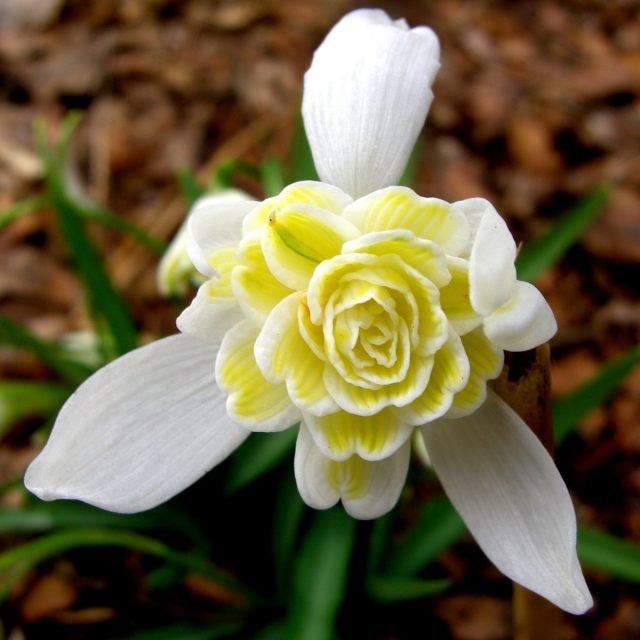 Witte primroses voor de lentebloemtuin. Foto