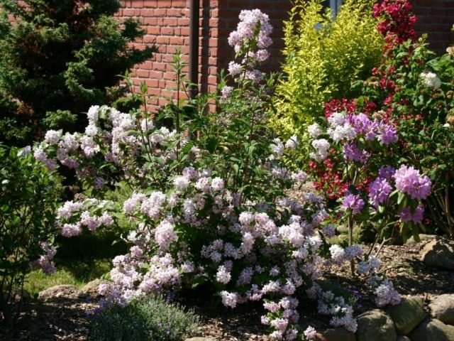 3 beste struiken voor een bloementuin. Foto