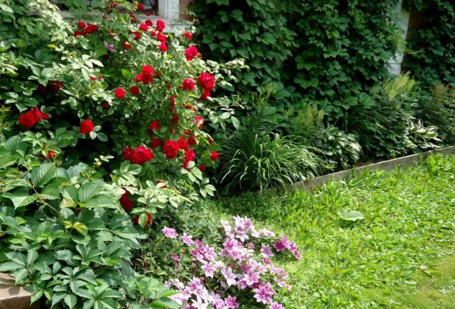 Agressieve wijnstokken in uw tuin. Foto