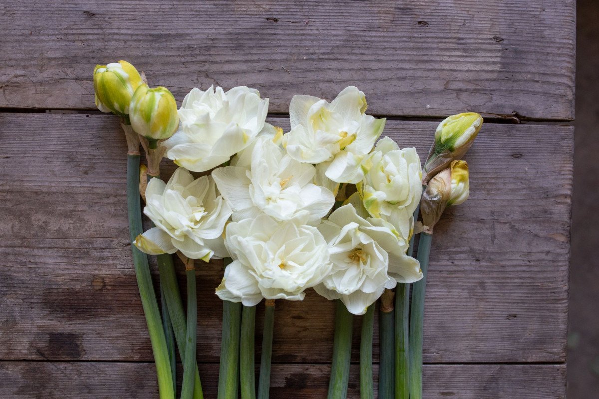 Witte primroses voor de lentebloemtuin. Foto