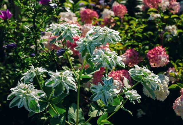 De rijke bruid van uw tuin, of alles over de melk van grenzen. Foto