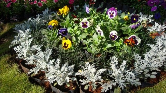 10 jaarlijkse bloemen voor zaailingen. Lijst met jaarlijkse zaailingen voor zaailingen. Foto