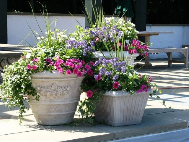 5 opties voor het ontwerpen van composities in containers. Selectie van bloemen voor containers, bloemverhalen, bloempots. Foto, Kaleyard 5 opties voor het ontwerpen van composities in containers. Selectie van bloemen voor containers, bloemverhalen, bloempots. Foto